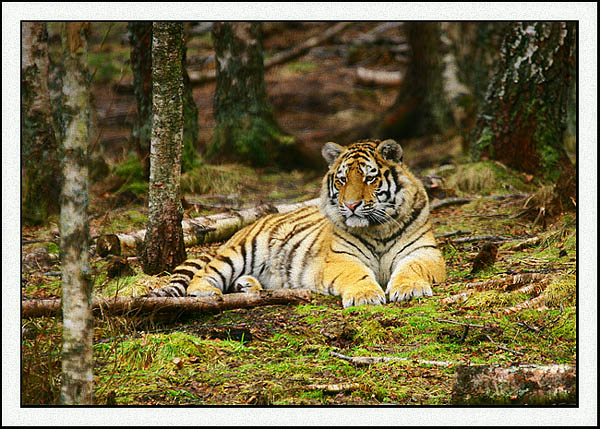 amur tiger