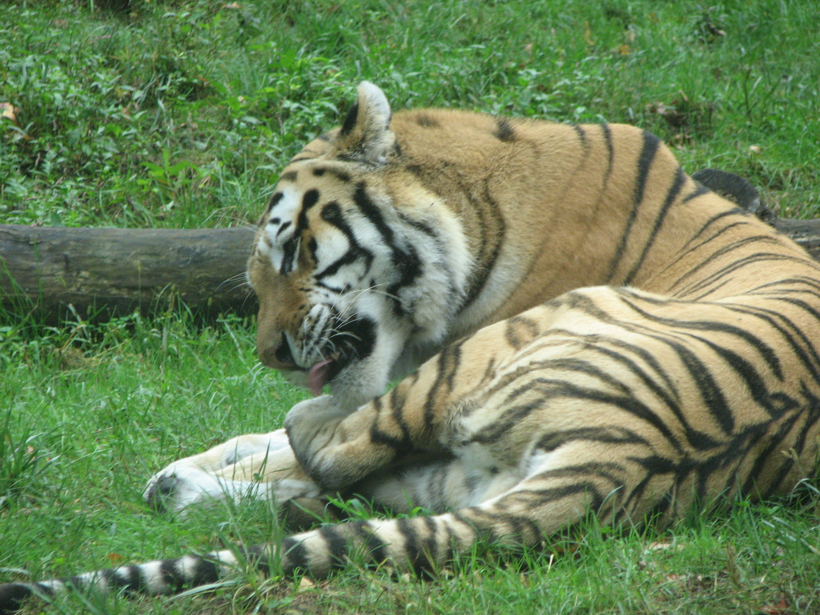 Amur Tiger2011