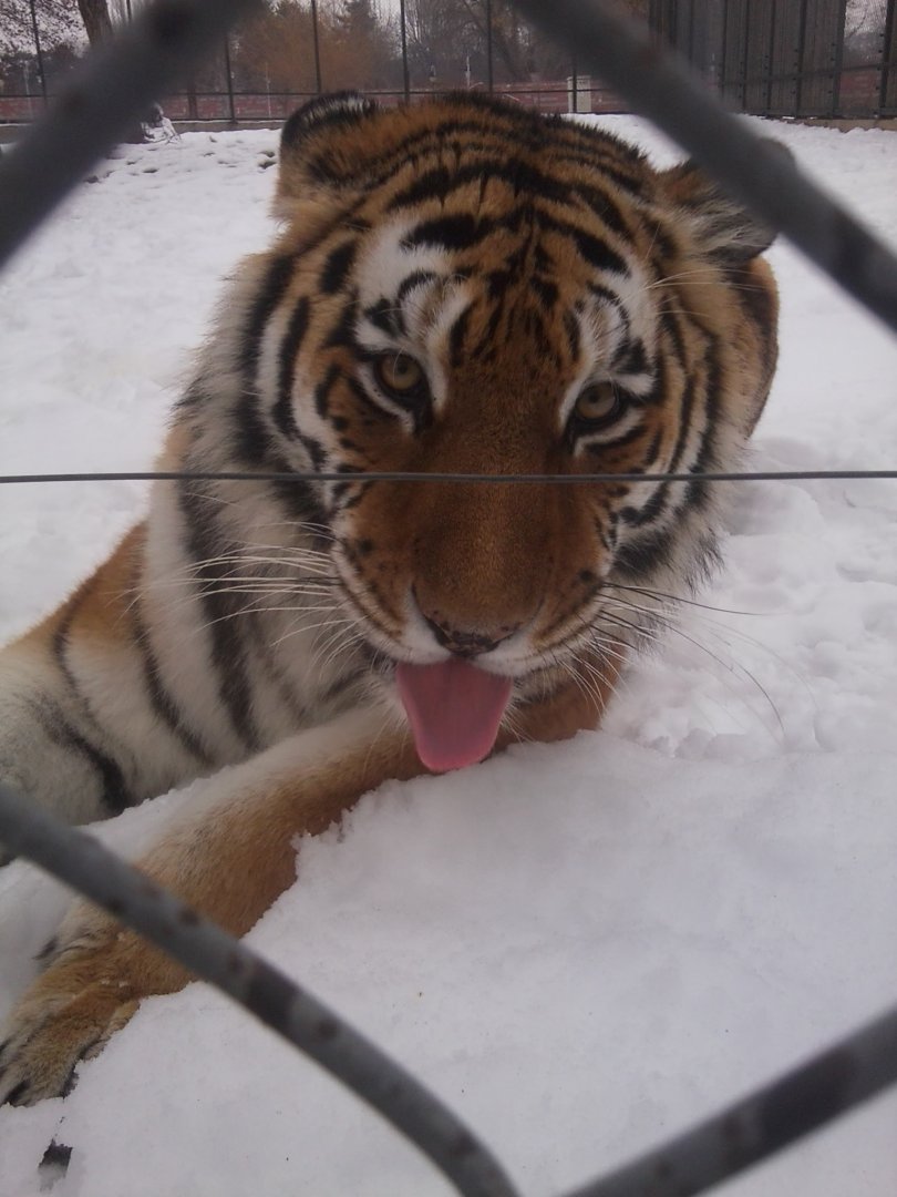 Amur Tiger4