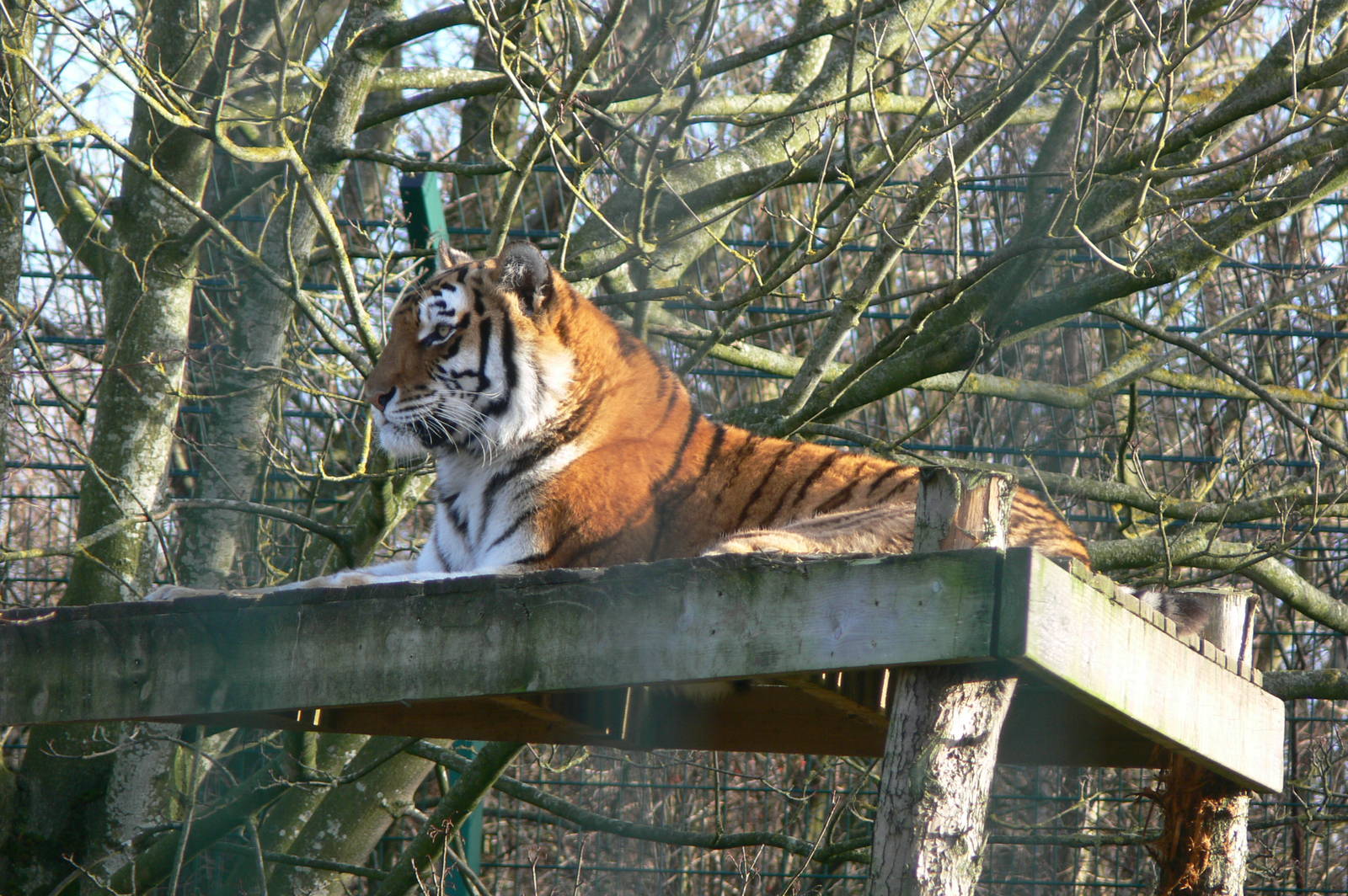 Amur Tigeress at Blackpool Zoo, 24/12/14