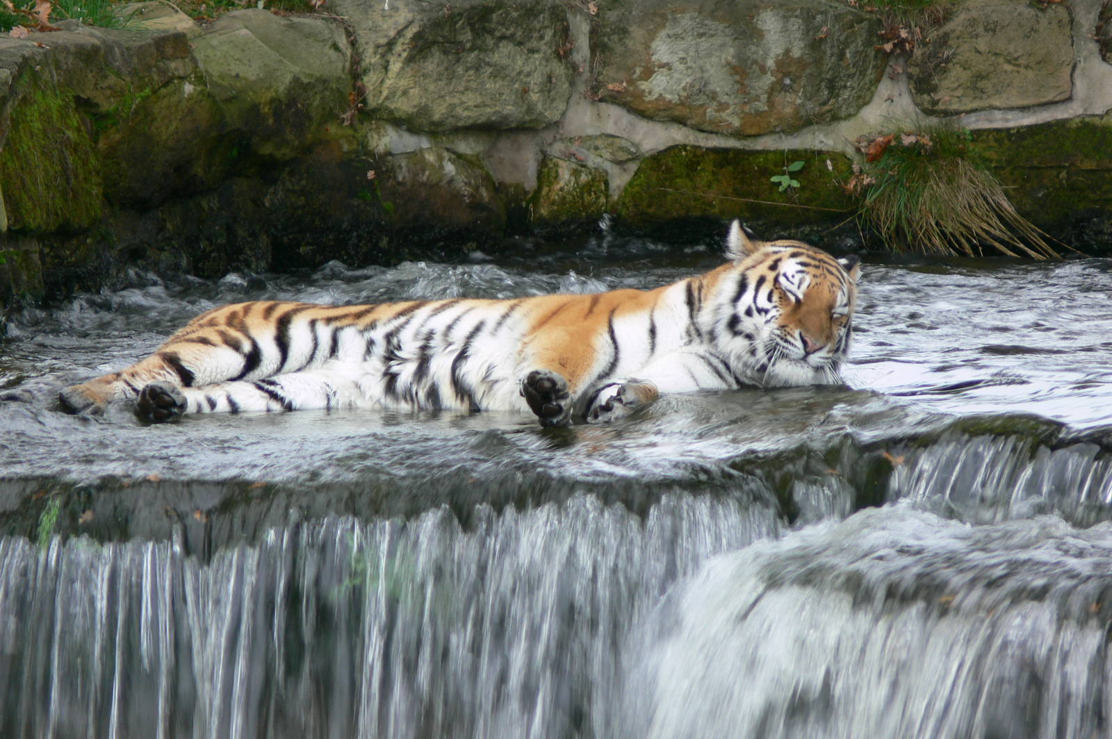 Amur Tigeress at Yorkshire WP, 28/10/14