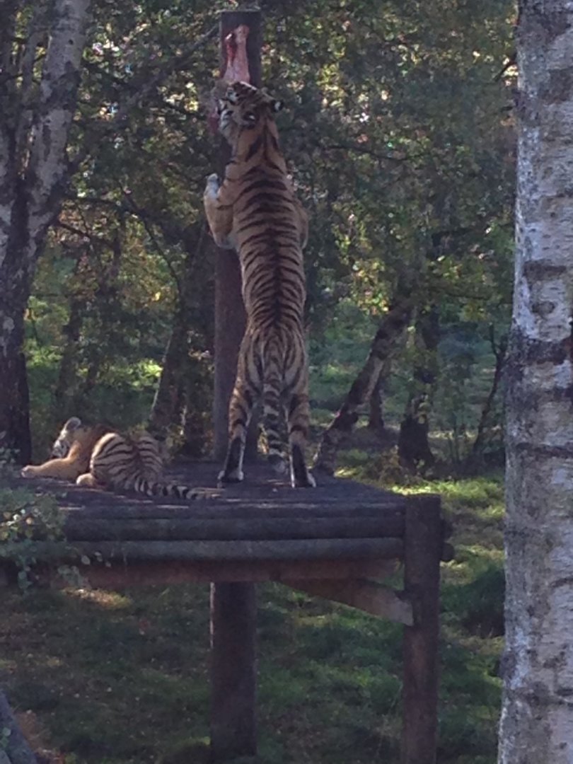 Amur tigers (12 October 2013)