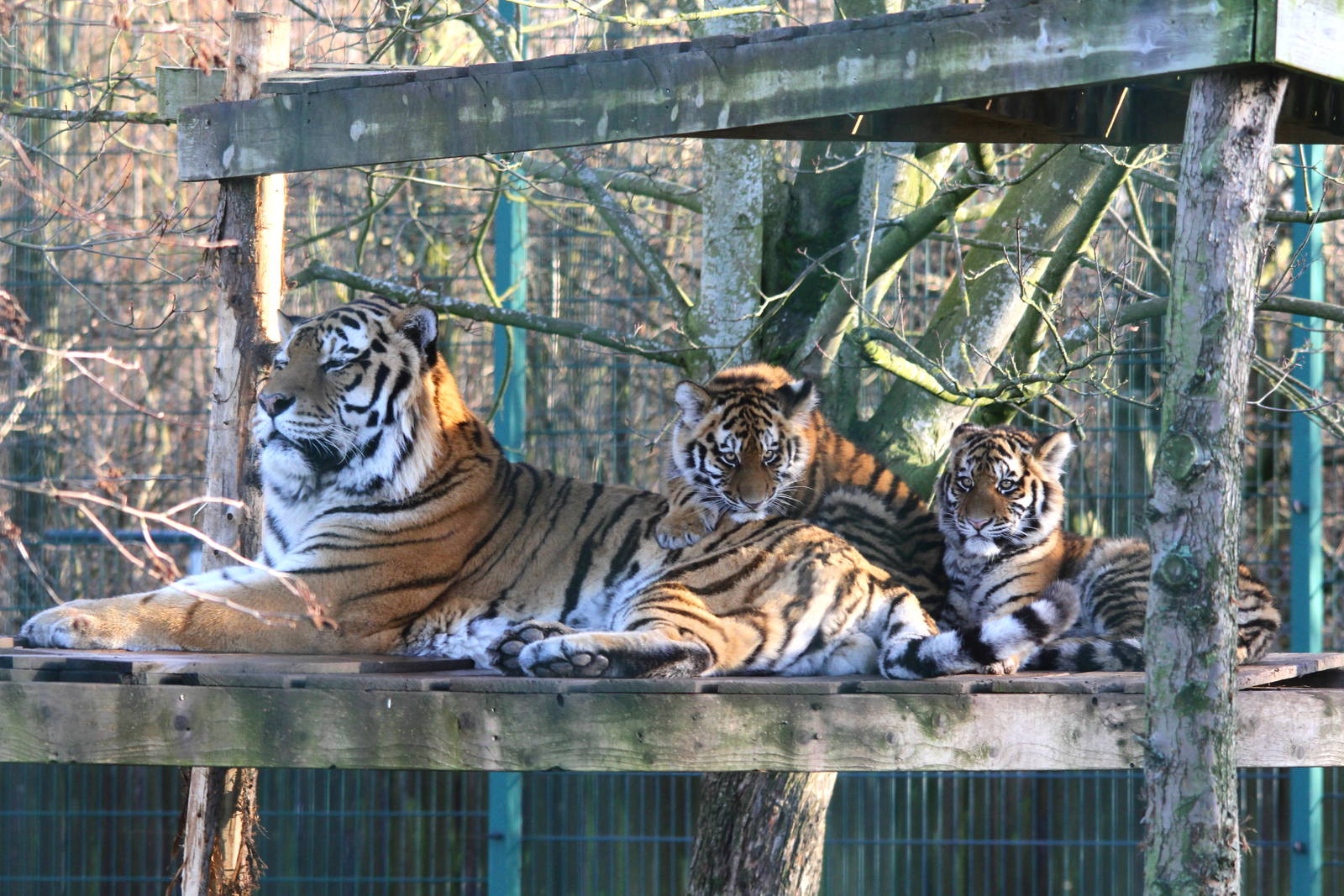 Amur tigers 13-12-14