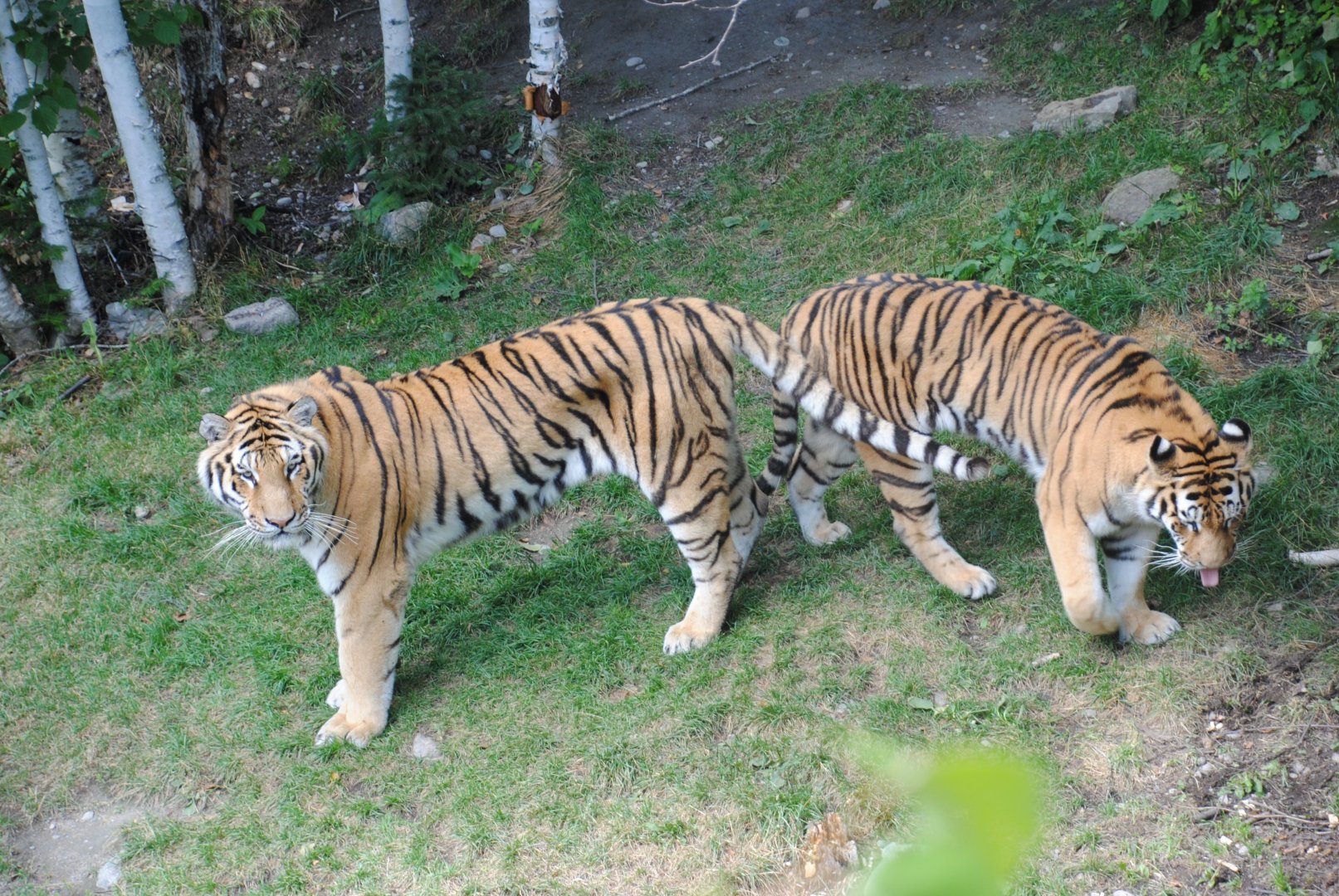 Amur Tigers (Asia section)