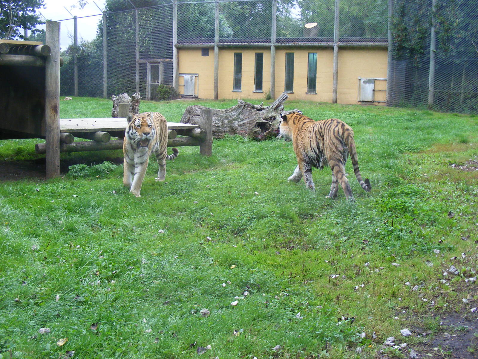 Amur tigers at Banham Zoo, 14 September 2010