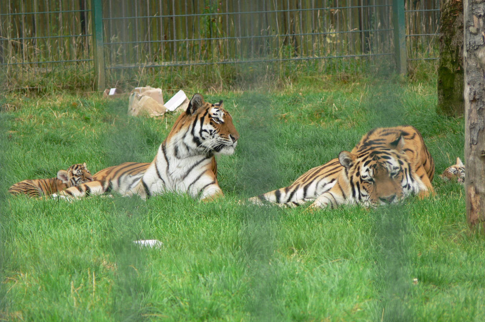 Amur Tigers at Blackpool Zoo, 16/08/14