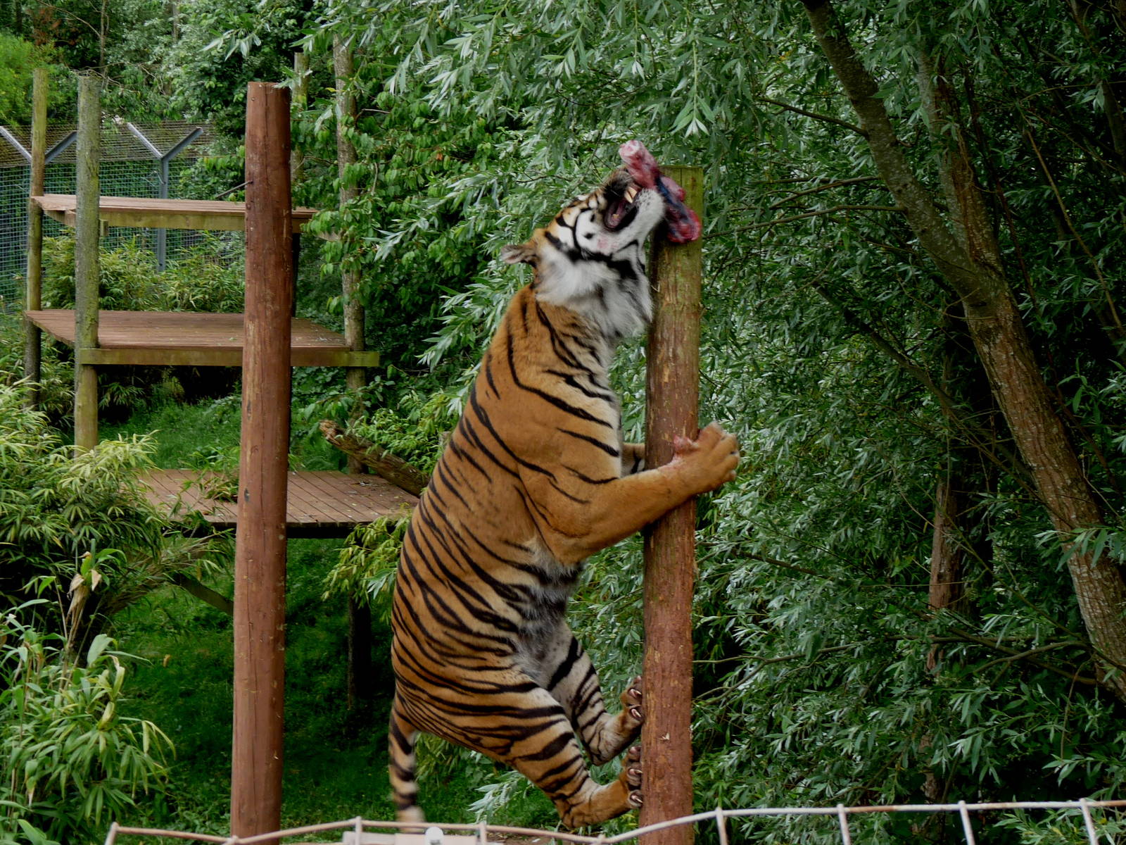 Amur tigers at feeding time
