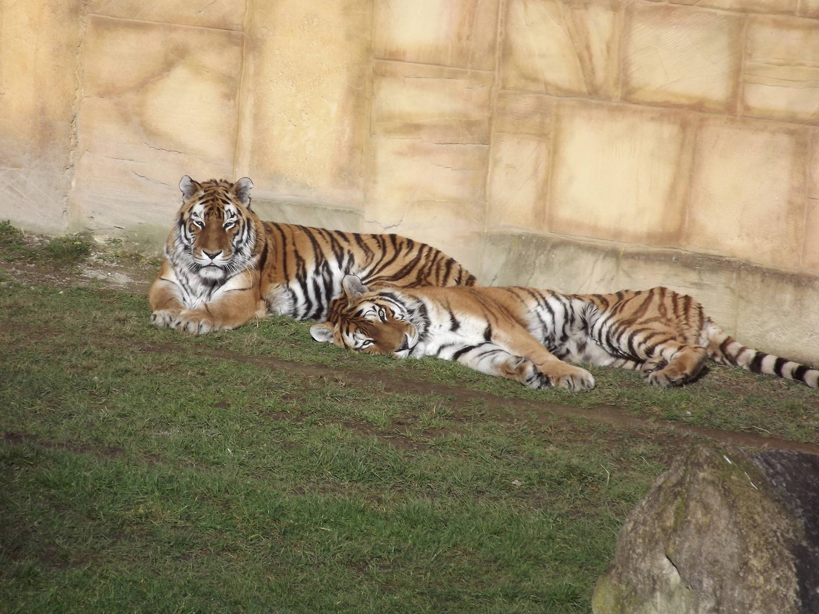 Amur Tigers at Flamingoland 19/02/12
