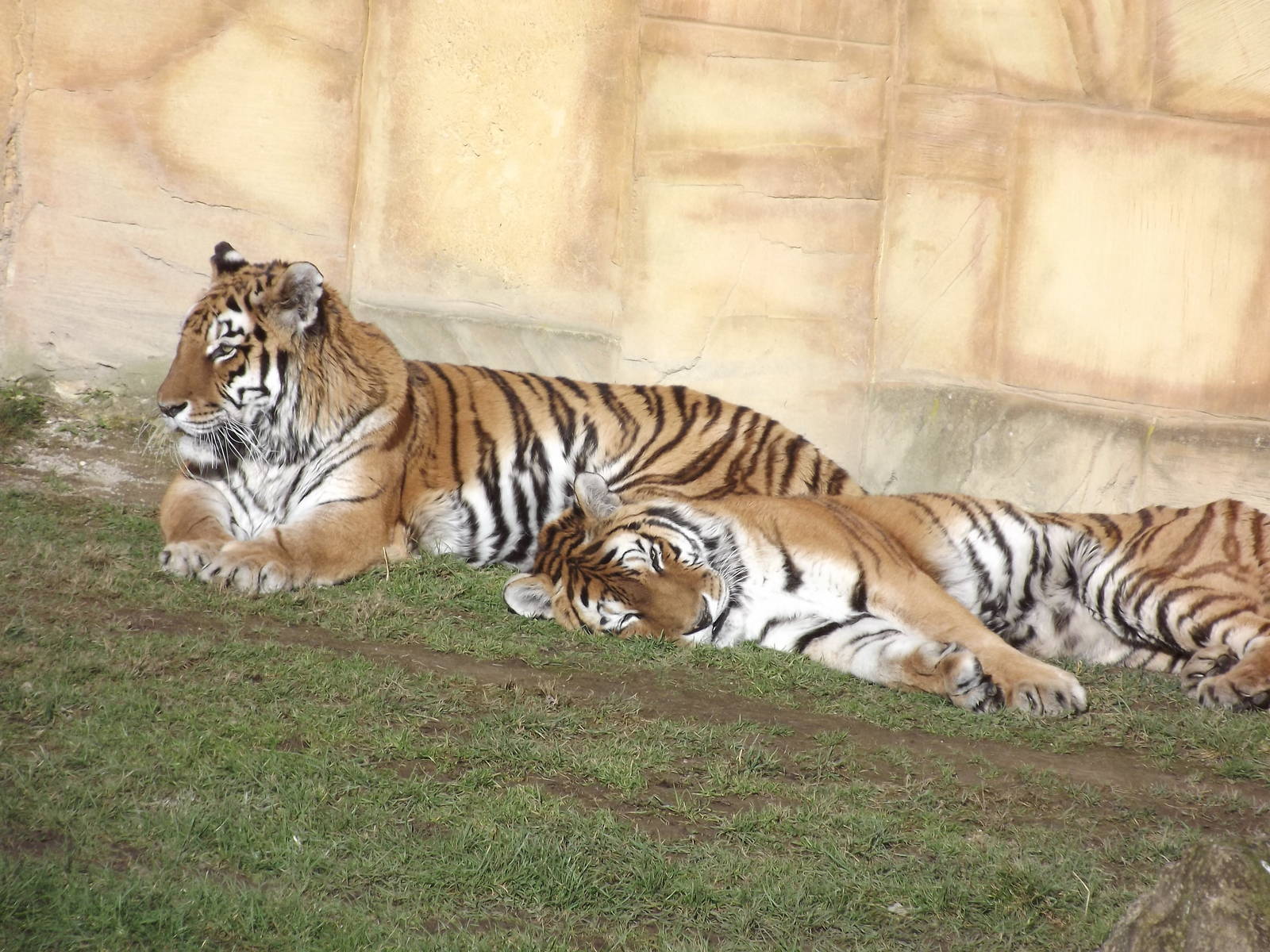 Amur Tigers at Flamingoland 19/02/12