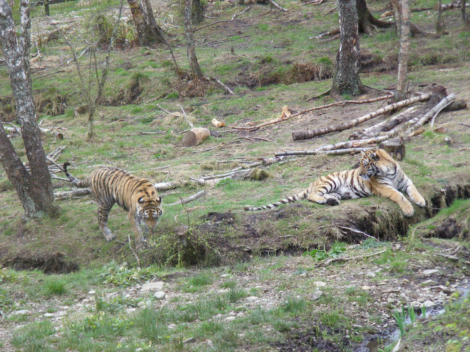 Amur tigers at Highland Wildlife Park, 17 May 2010