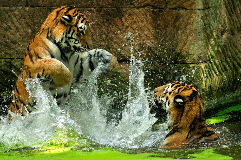 Amur tigers at nuremberg zoo