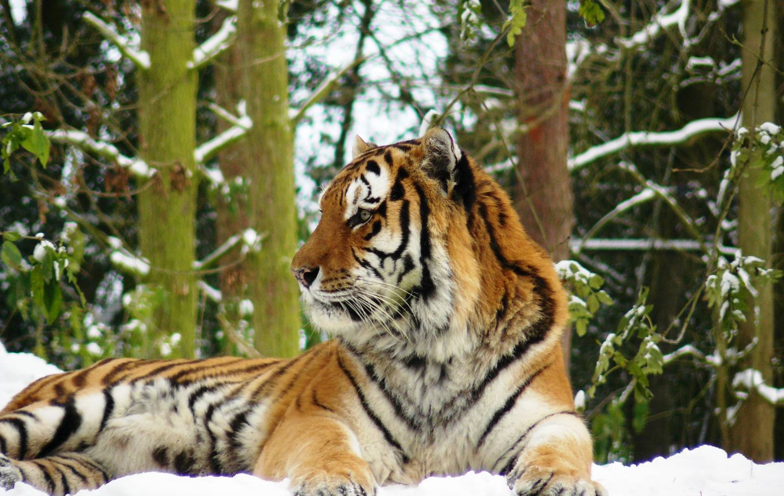Amur tigers at port lympne