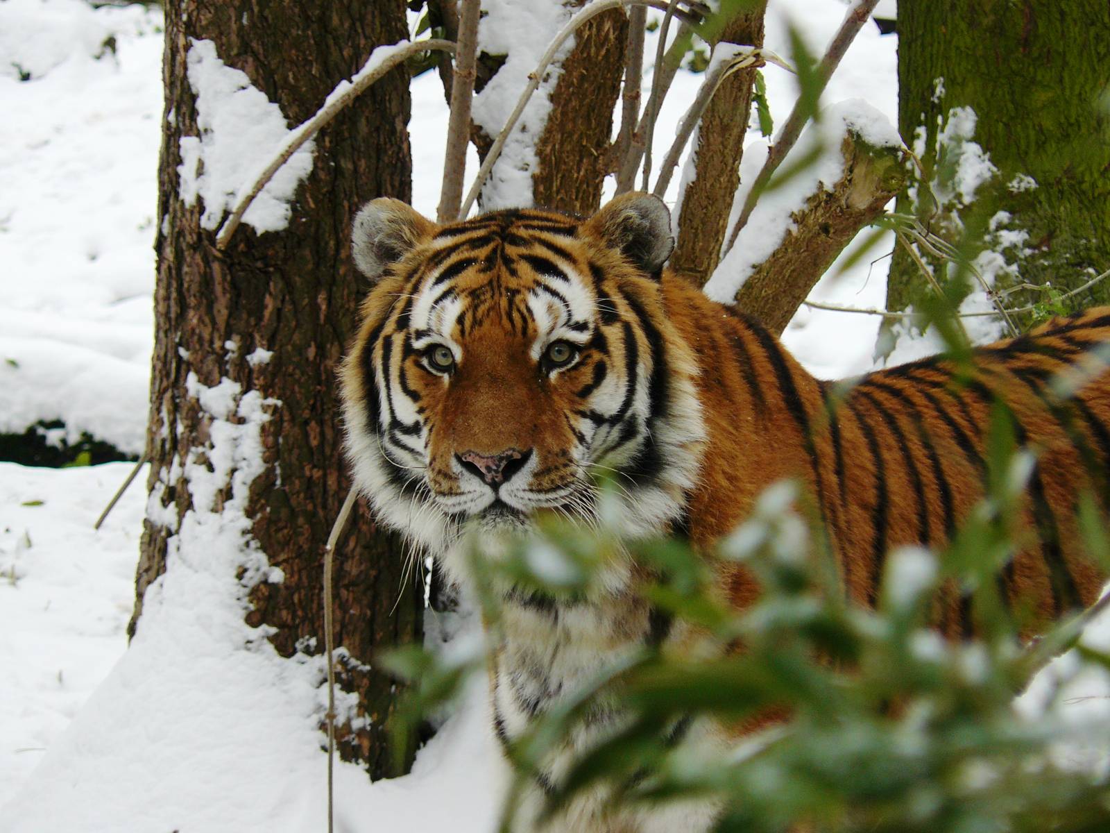 Amur tigers at port lympne