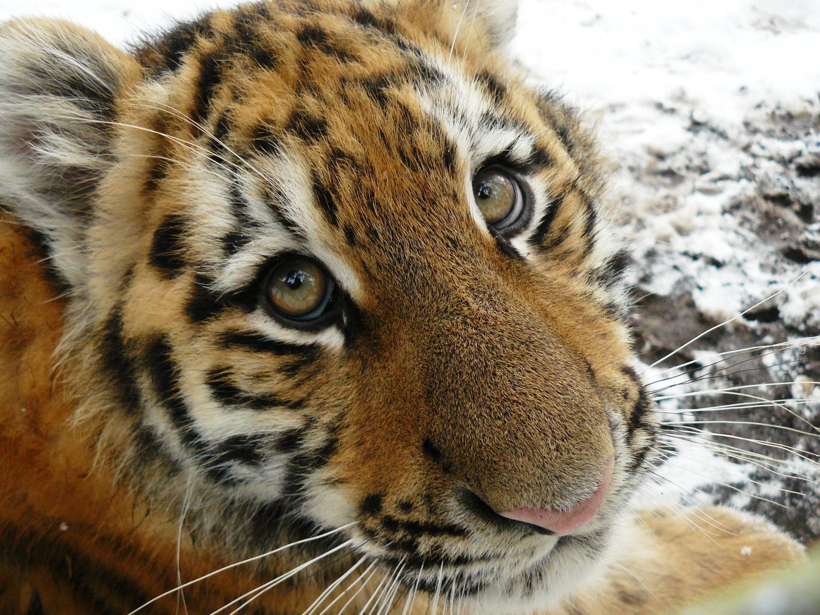 Amur tigers at port lympne