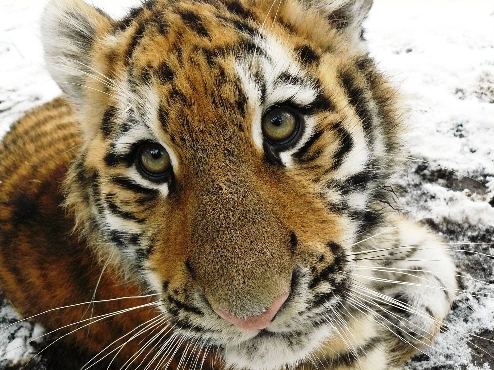 Amur tigers at port lympne
