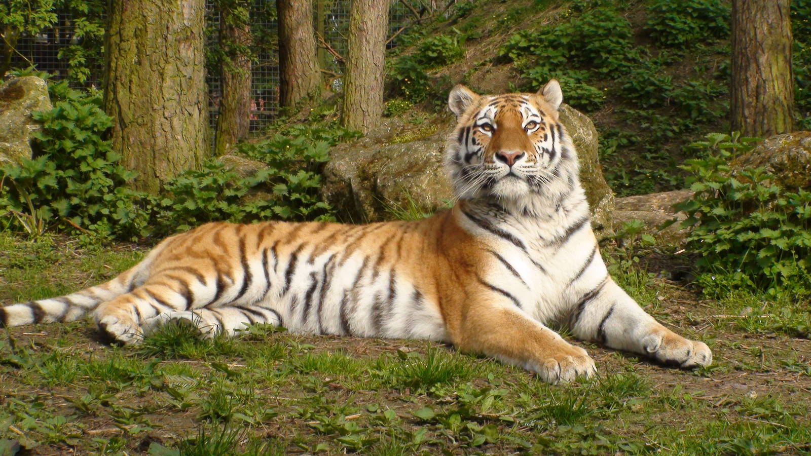 Amur tigers at port lympne