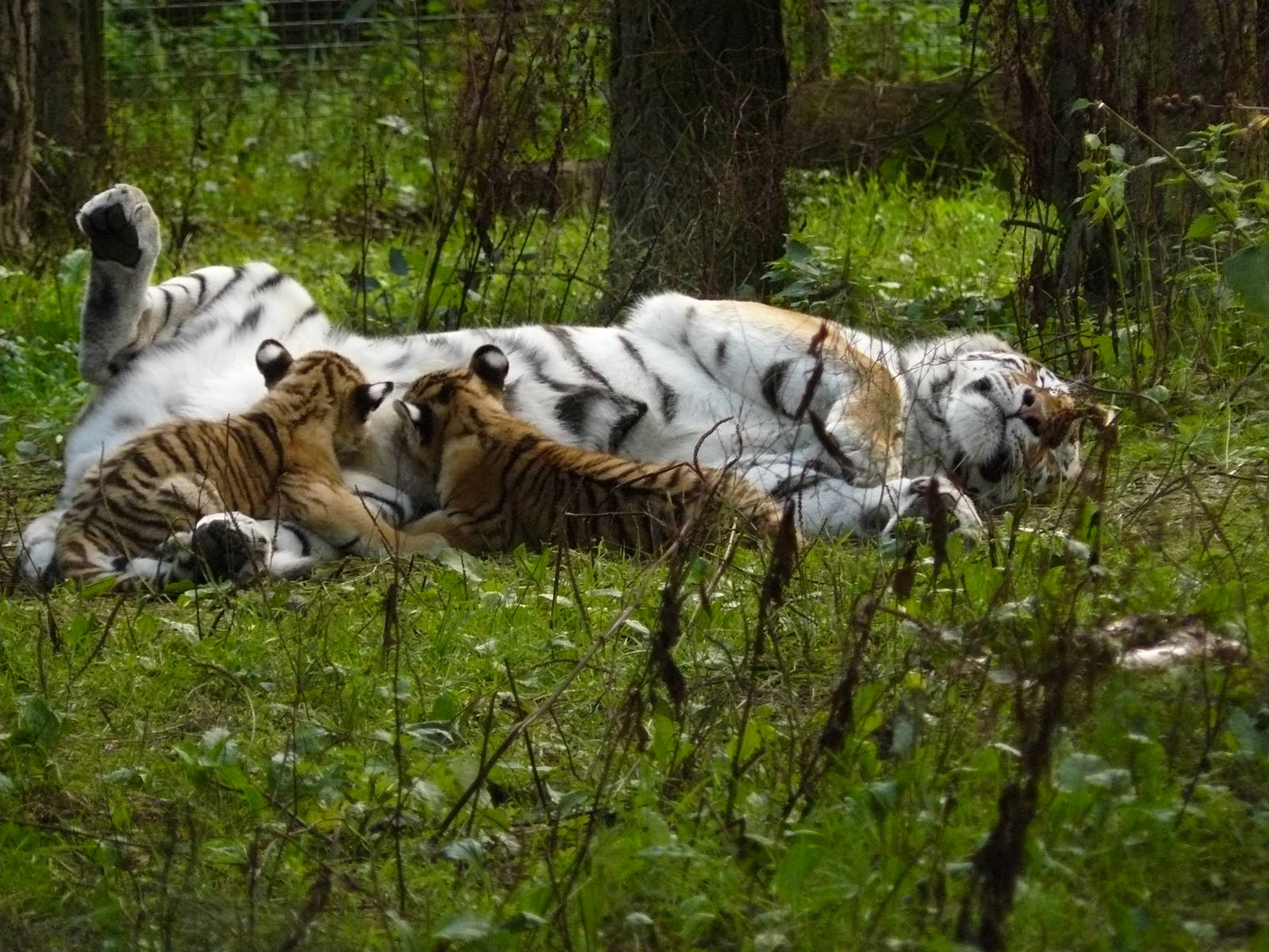 Amur tigers at port lympne