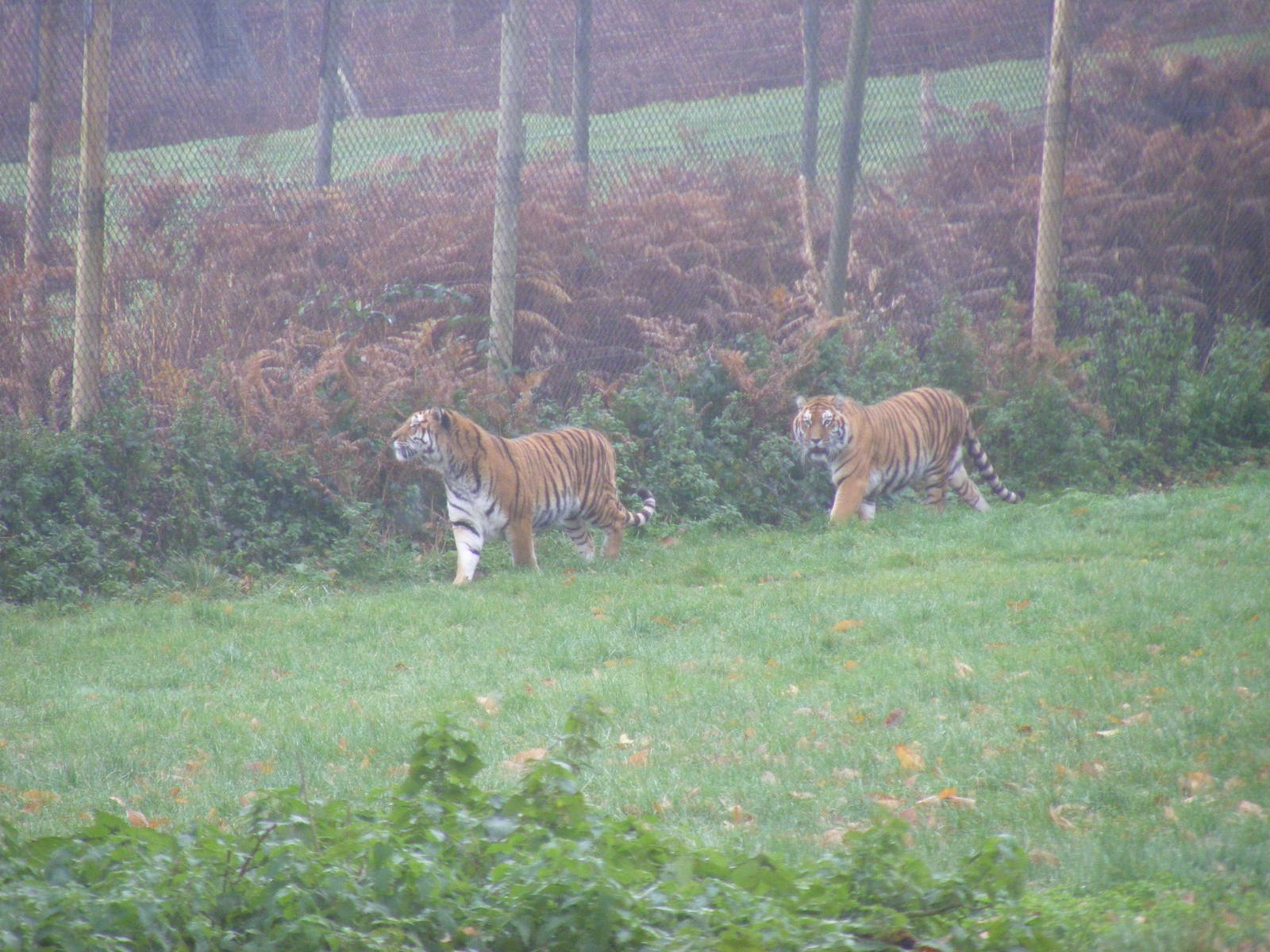 Amur tigers at Woburn Safari Park, 14 November 2010