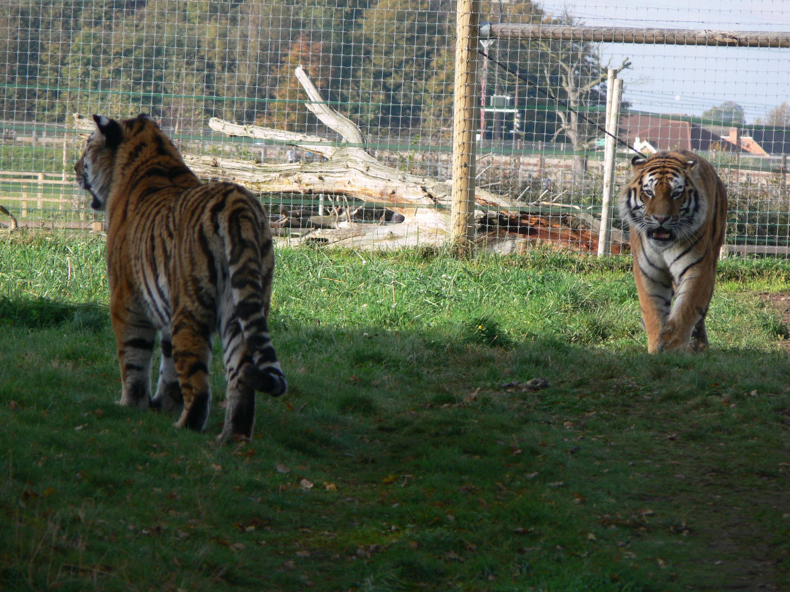 Amur Tigers at Yorkshire WP 01/11/12