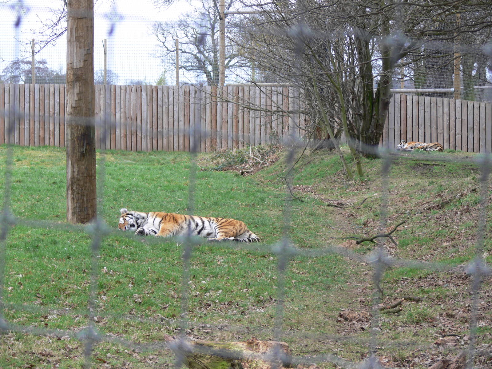 Amur Tigers at Yorkshire WP, 22/02/13