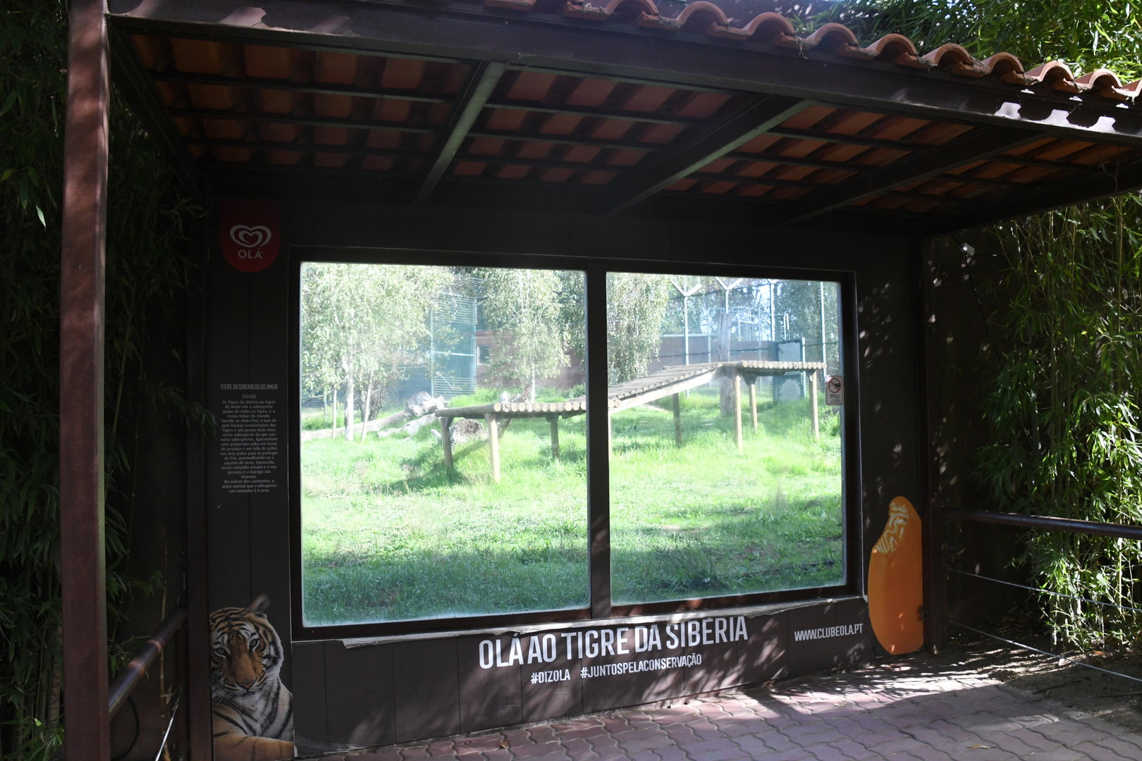 Amur Tigers exhibit viewing window
