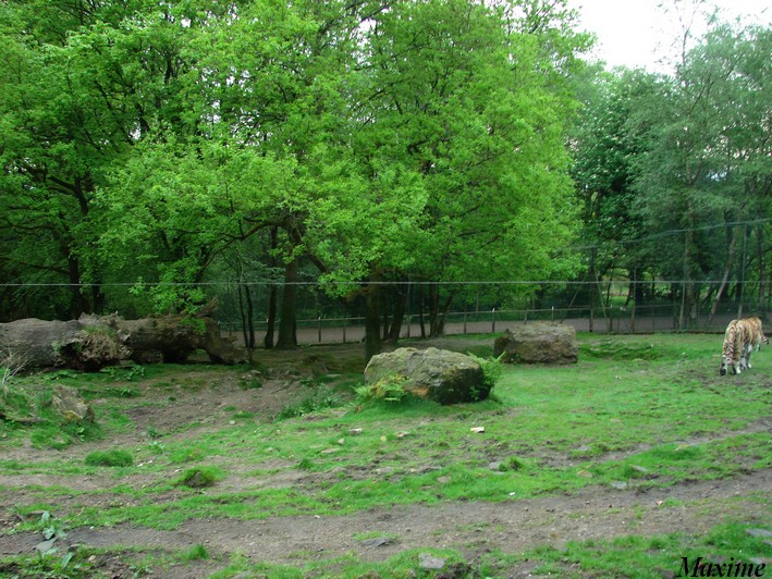 Amur Tigers exhibit