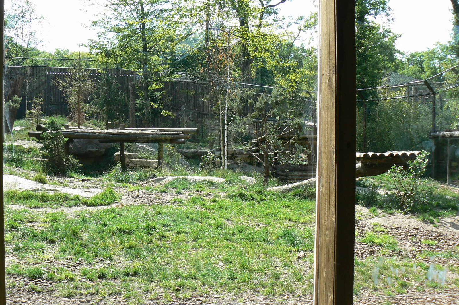 Amur tigers exhibit