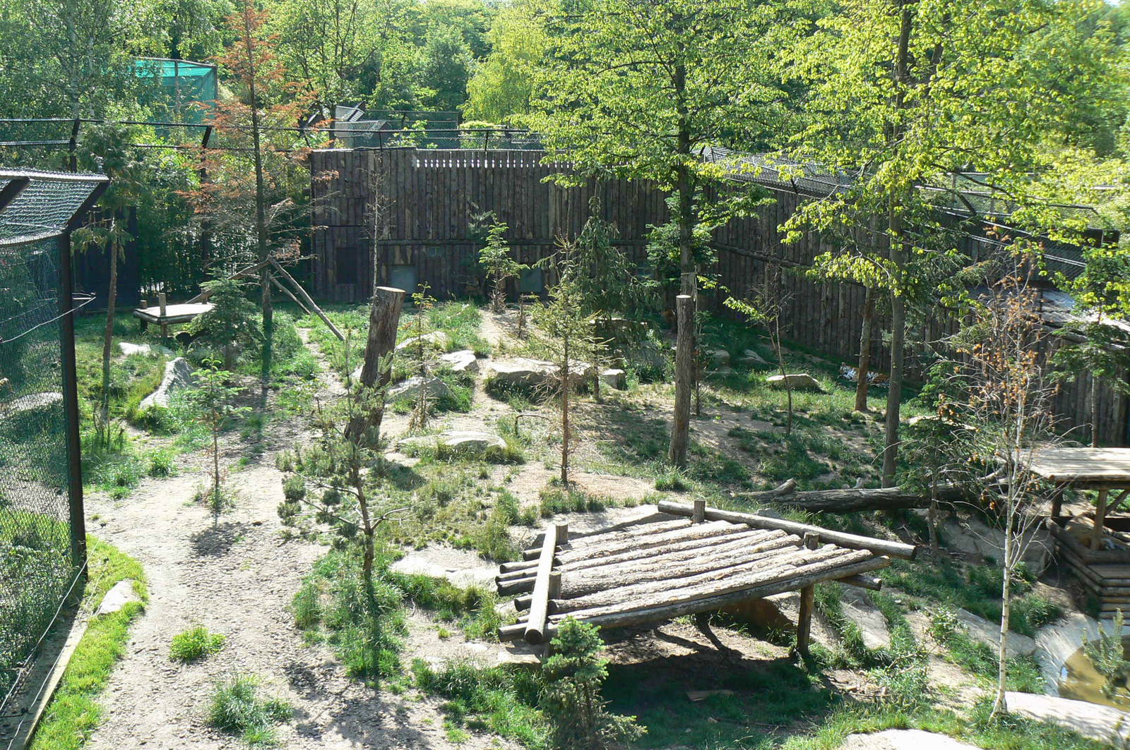 Amur tigers exhibit