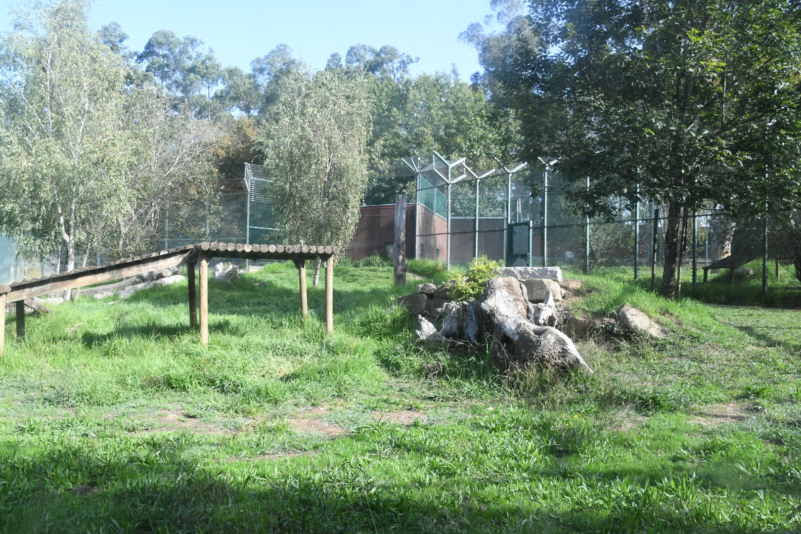 Amur Tigers exhibit