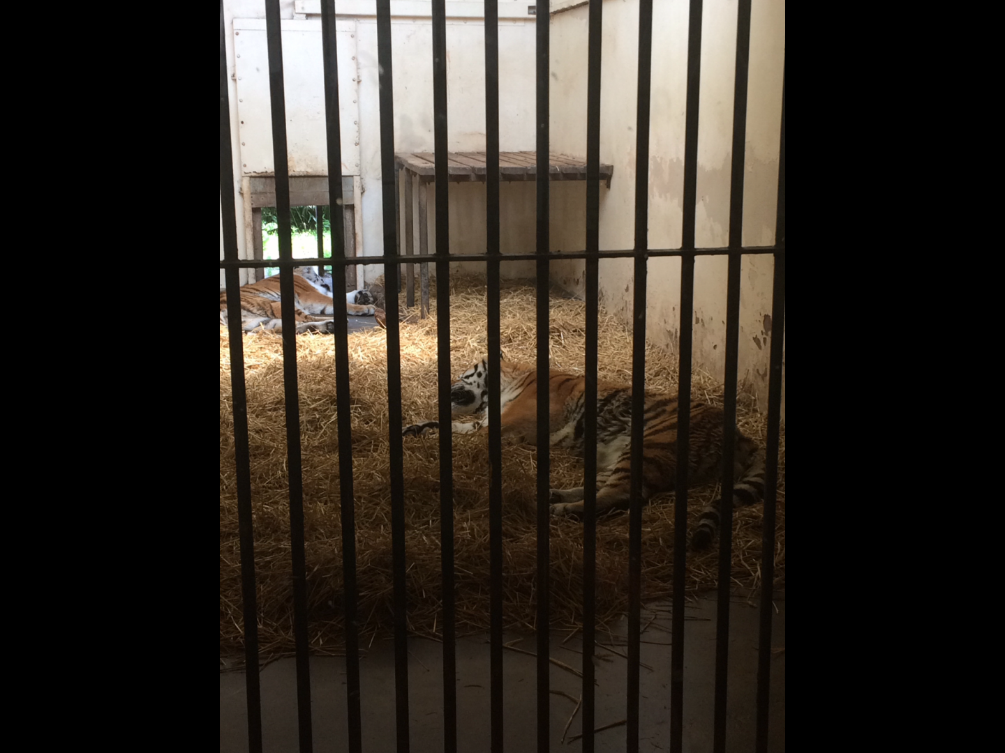 Amur Tigers indoor enclosure