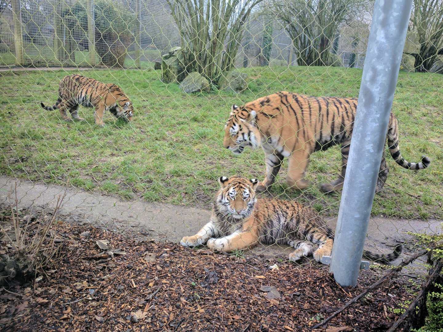 Amur Tigers @ Marwell