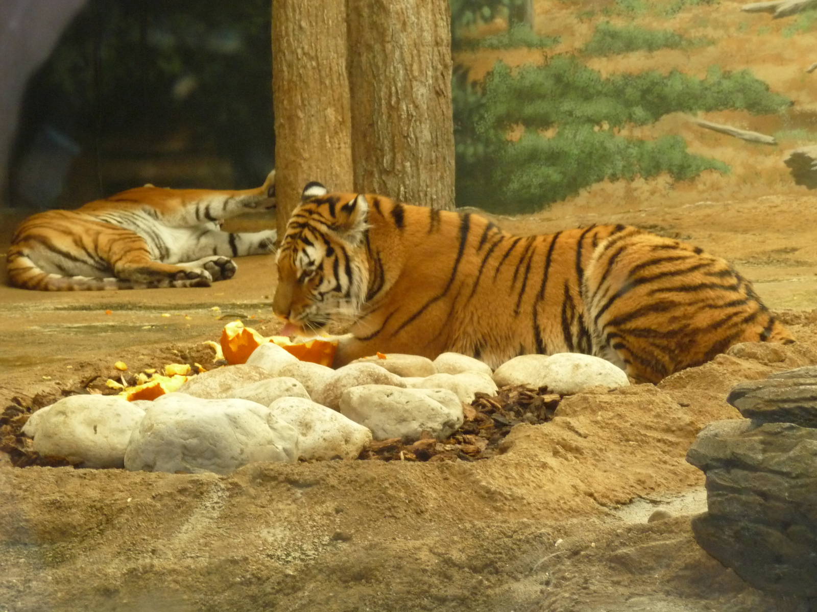 amur tigers milwaukee zoo halloween 2011