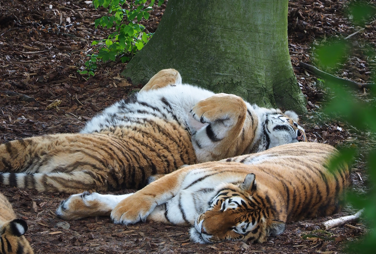 Amur tigers (Panthera tigris altaica), 2023-05-15