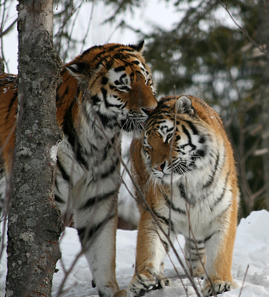 Amur tigers (Panthera tigris altaica)