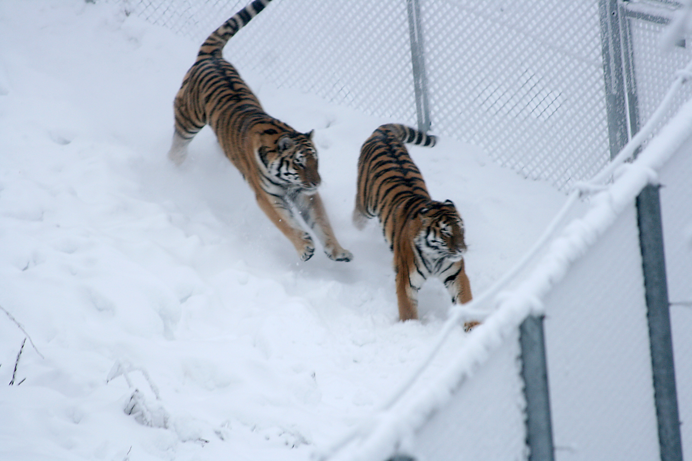Amur tigers (Panthera tigris altaica)