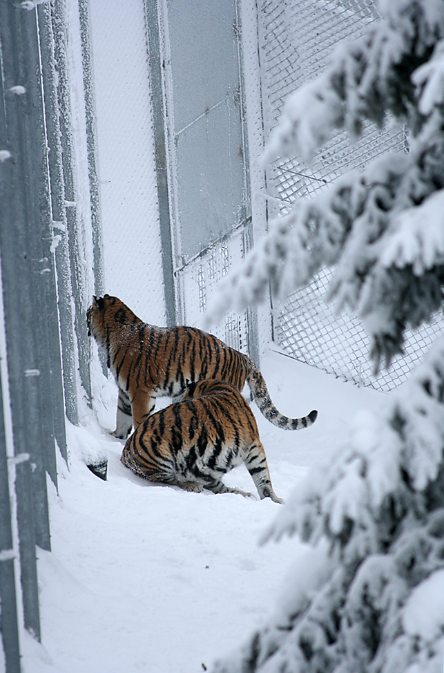 Amur tigers (Panthera tigris altaica)