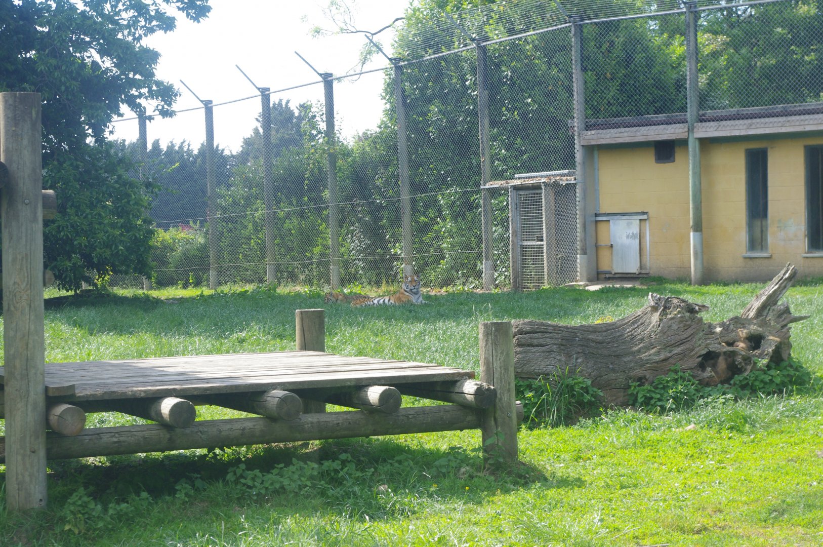 Amur Tigers- Tiger Territory- 3/6/2022