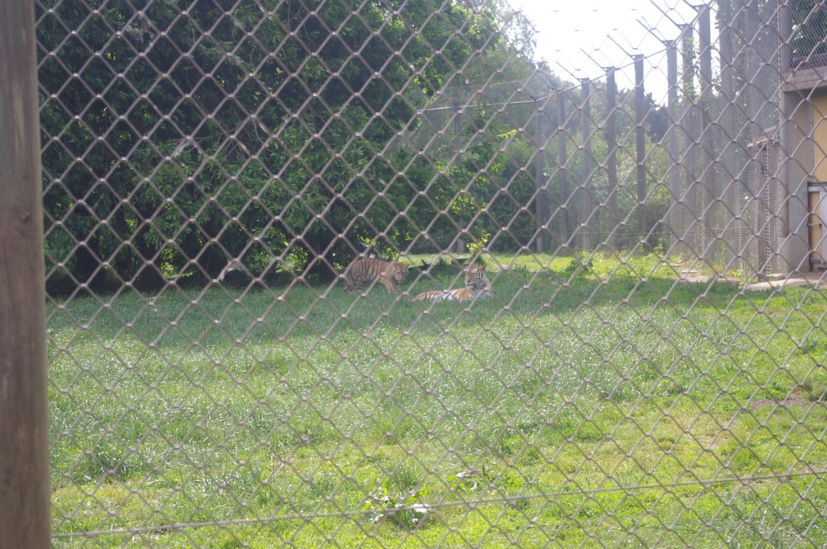 Amur Tigers- Tiger Territory- 3/6/2022