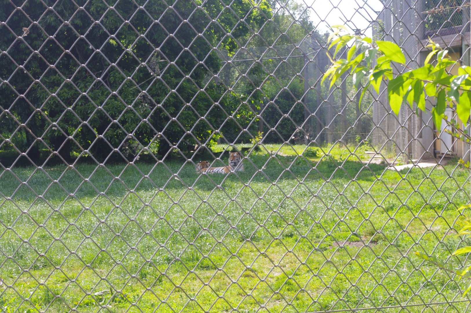 Amur Tigers- Tiger Territory- 3/6/2022