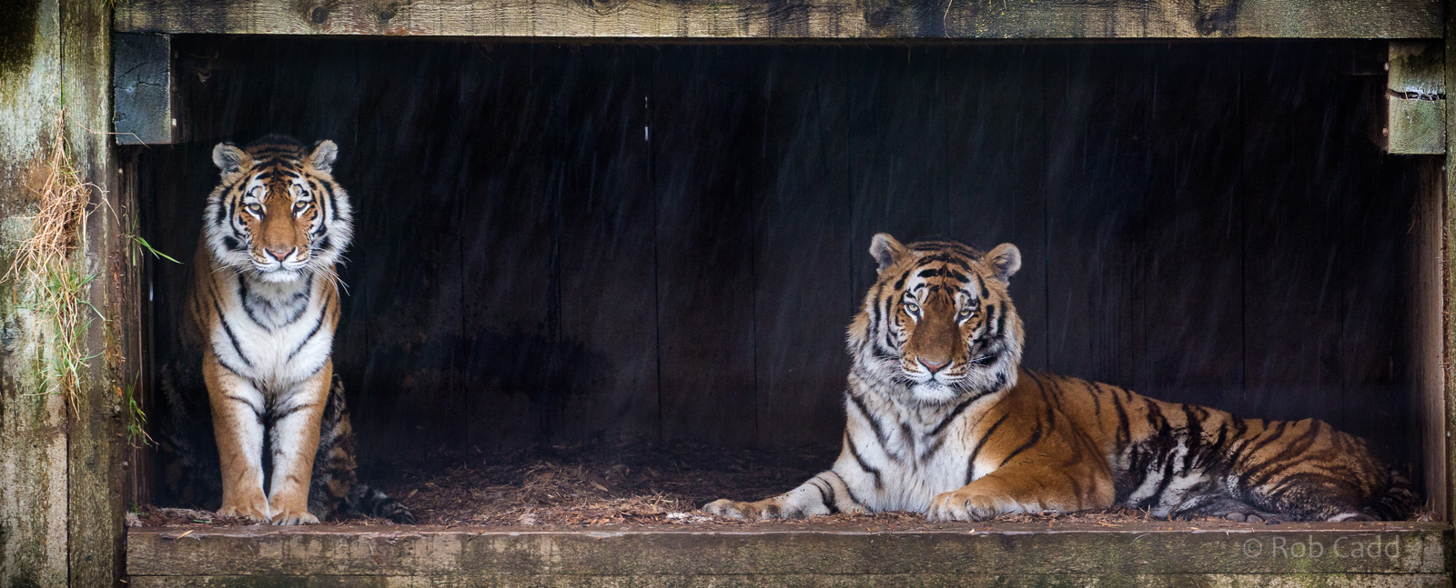 Amur tigers : Whipsnade : 30 Mar 2018