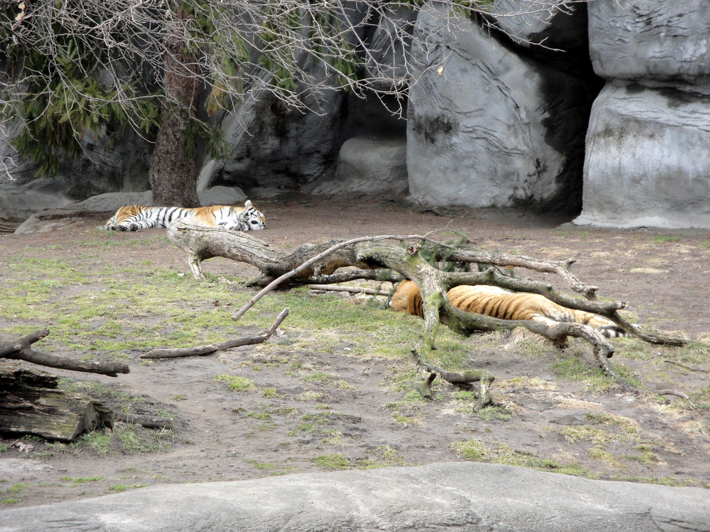 Amur Tigers