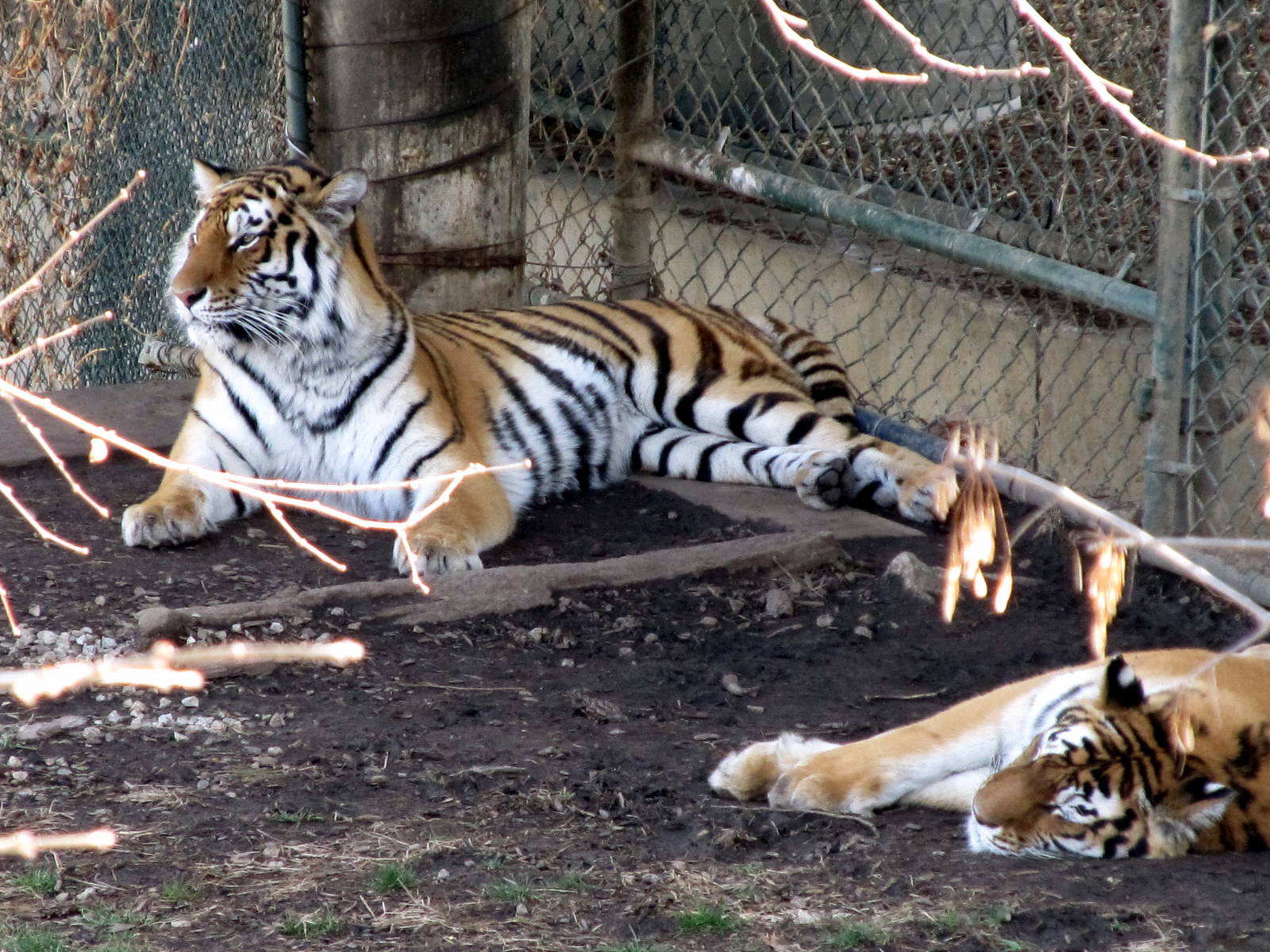 Amur Tigers
