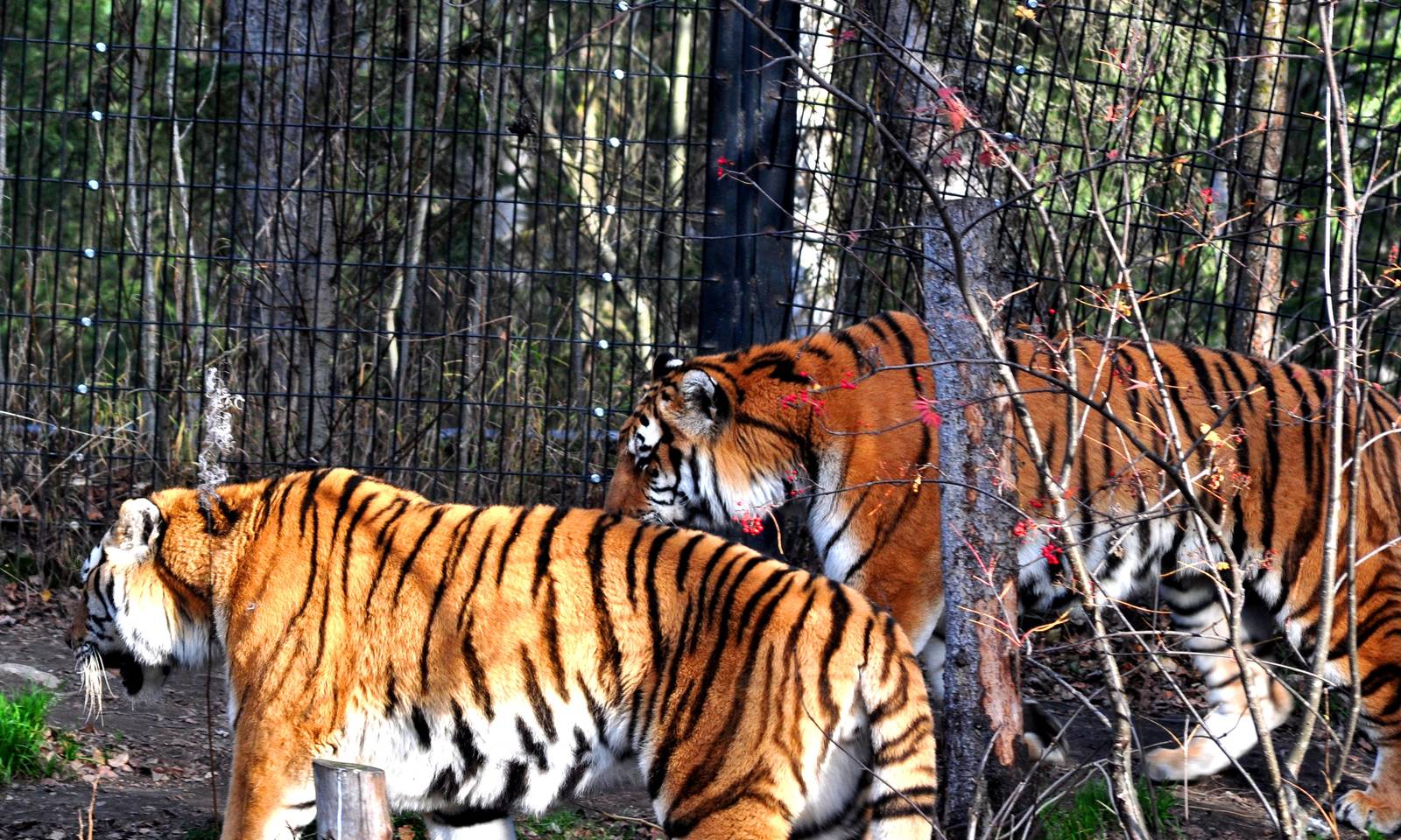 Amur Tigers