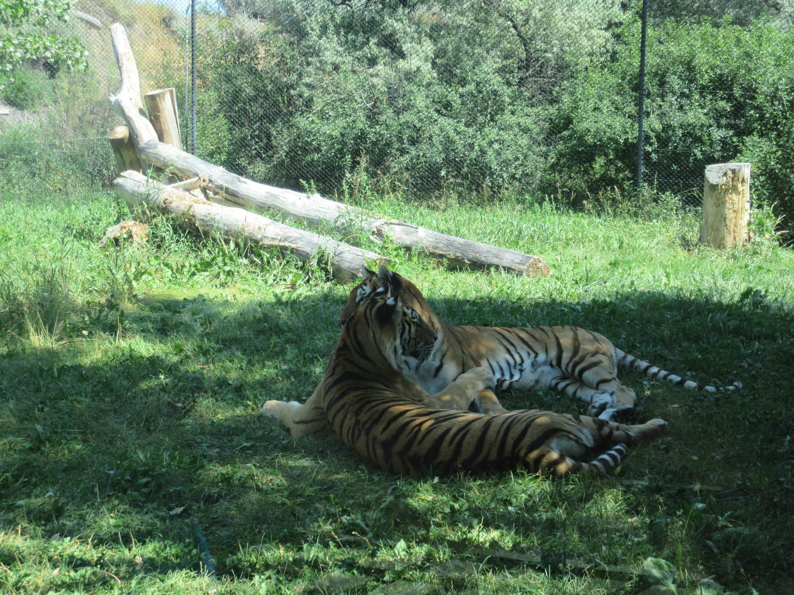 Amur Tigers