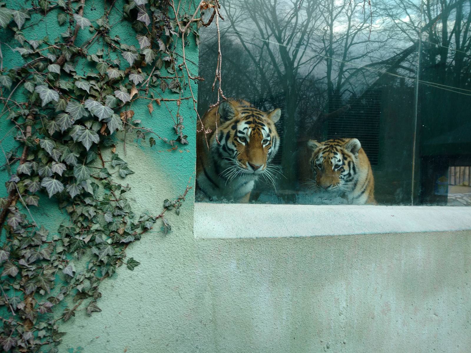 Amur tigers