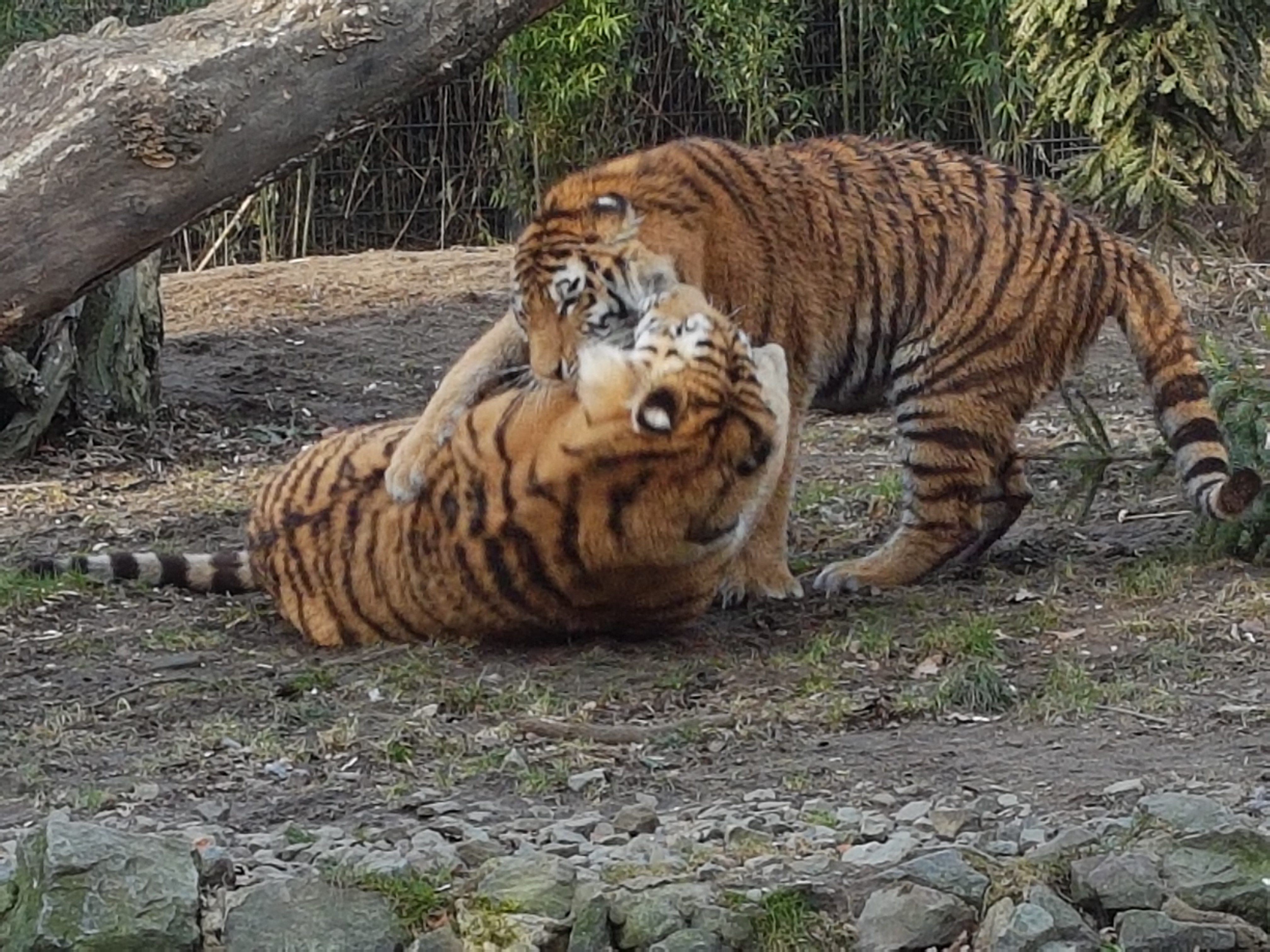 Amur tigers