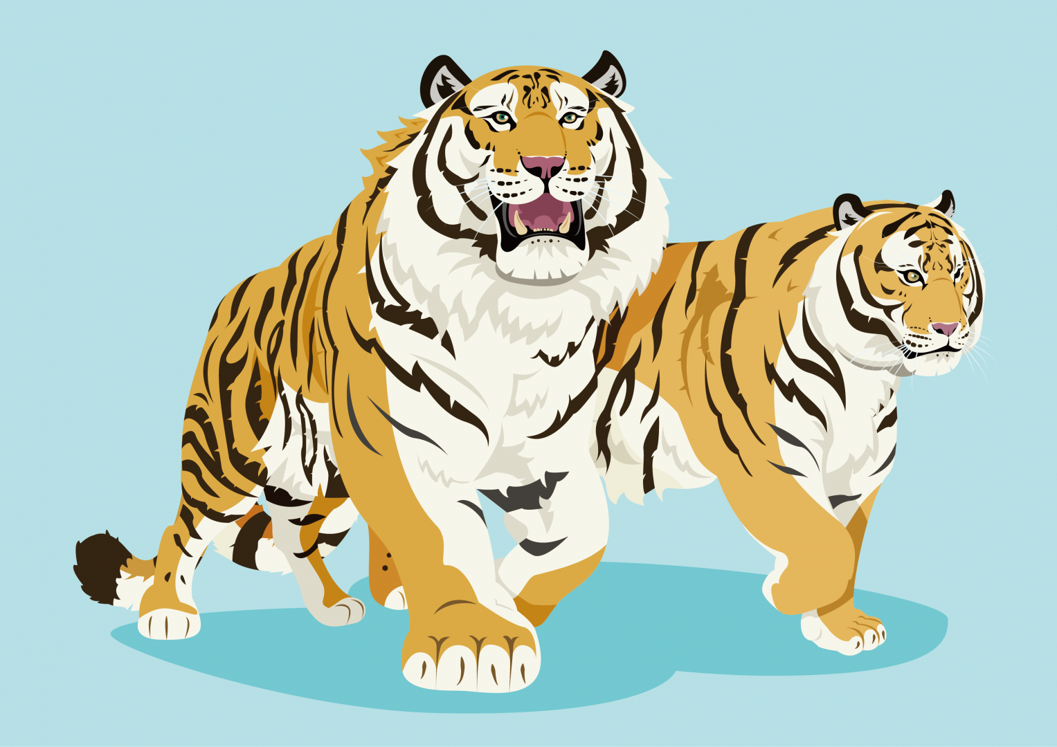 Amur tigers