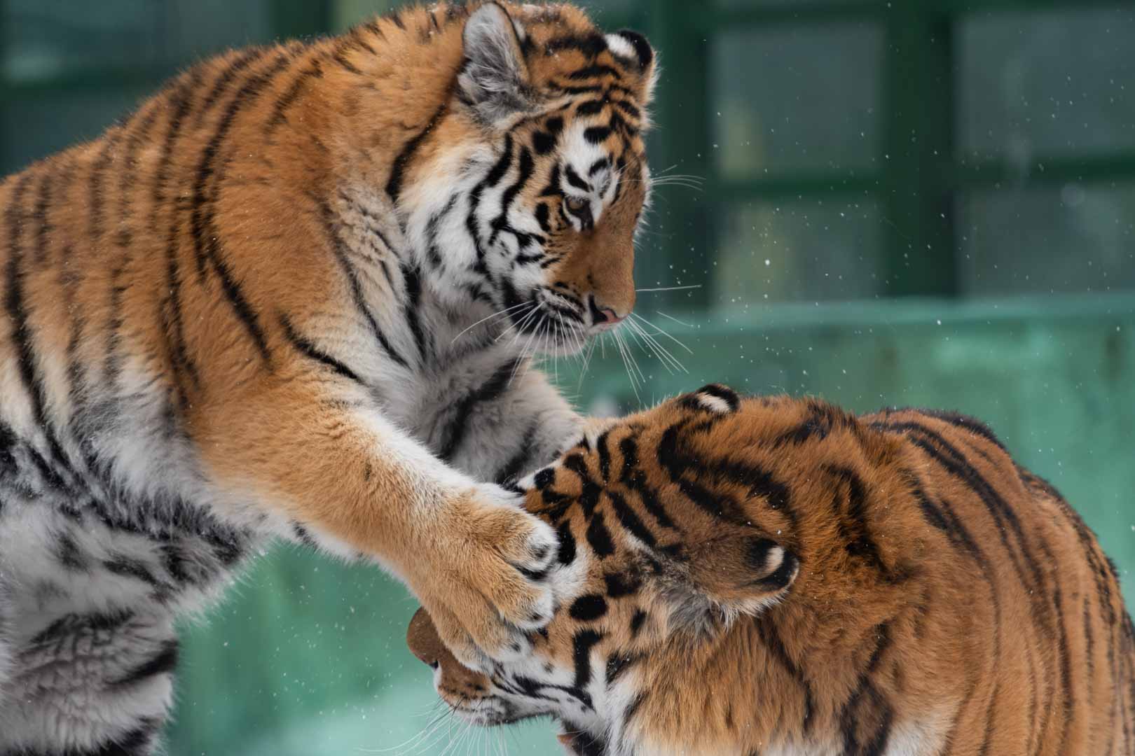 Amur Tigers