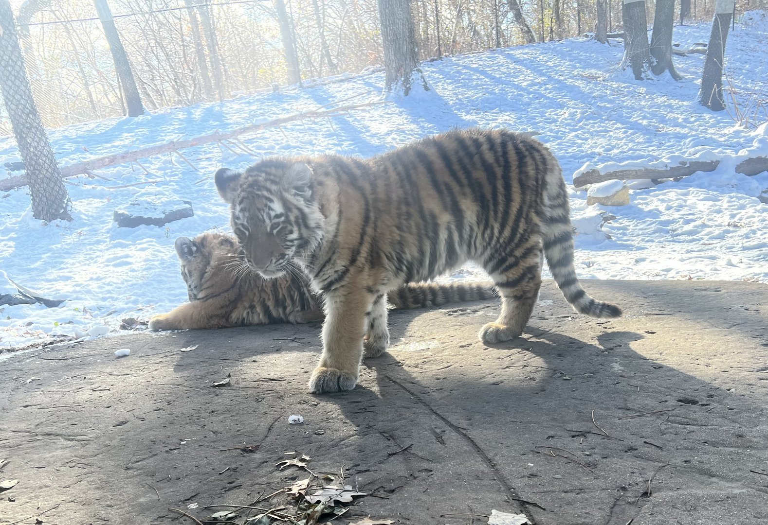 Amur Tigers