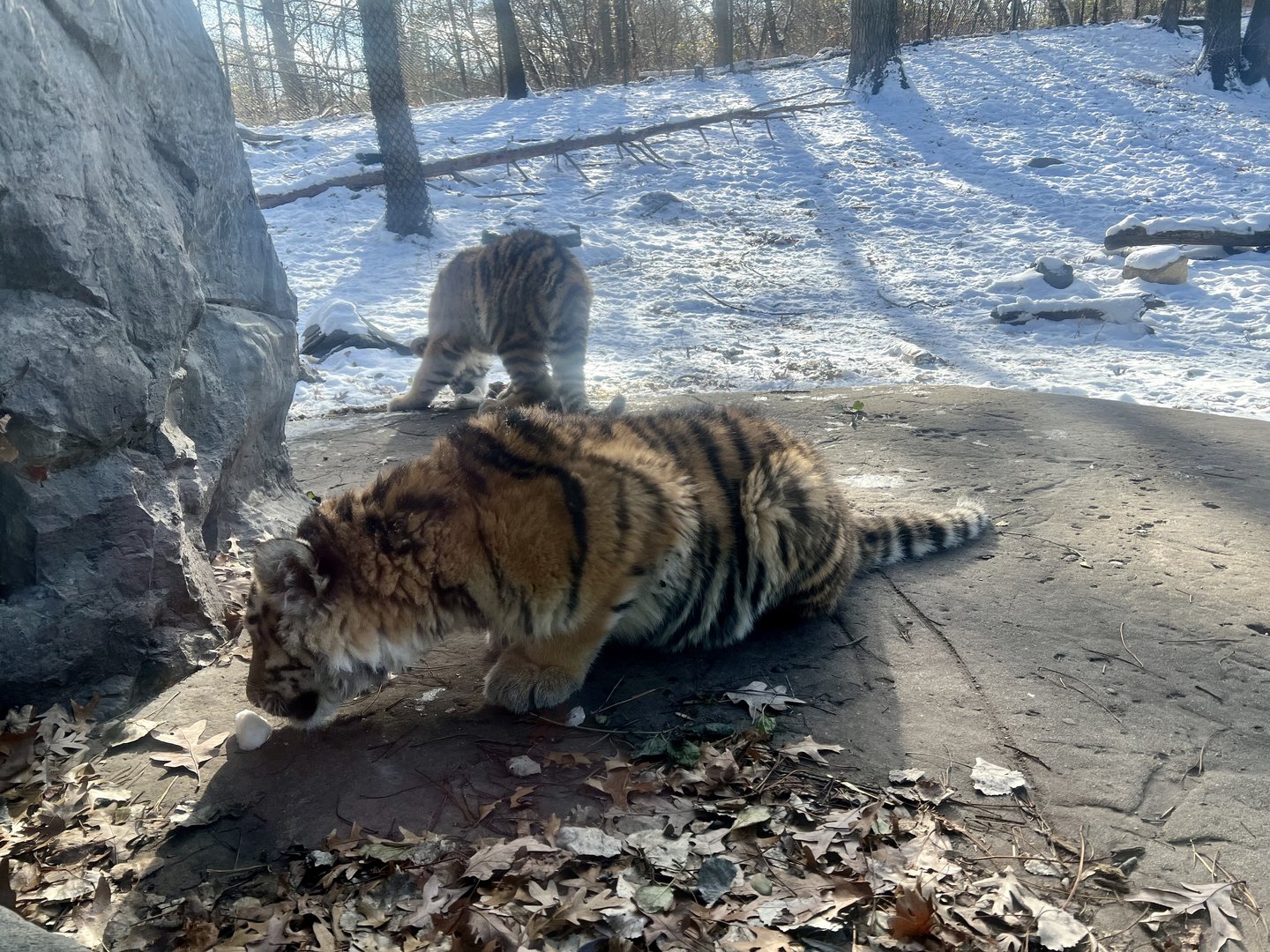 Amur Tigers